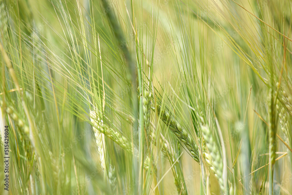 green wheat field. Wheat field in sunny weather. Cereal field. Ripening and harvesting wheat. Grain fields. Bright illustration on the theme of hunger and problems with the export of grain. Harvesting green wheat field. Wheat field in sunny weather. Cereal field. Ripening and harvesting wheat. Grain fields. Bright illustration on the theme of hunger and problems with the export of grain. Harvesting
