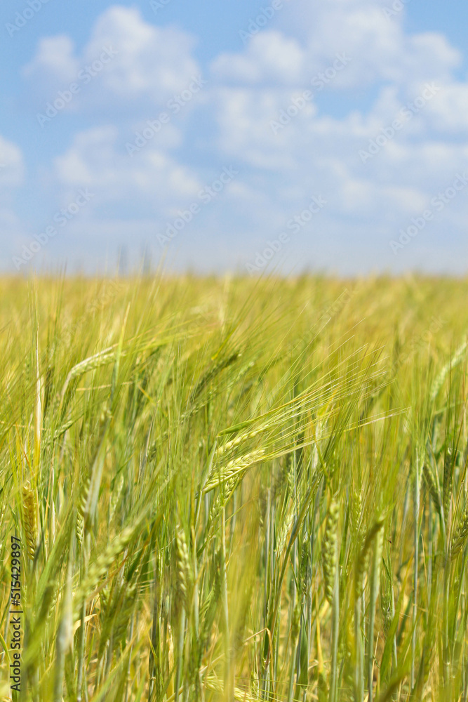 field of wheat. Wheat field in sunny weather. Cereal field. Ripening and harvesting wheat. Grain fields. Bright illustration on the theme of hunger and problems with the export of grain. Harvesting field of wheat. Wheat field in sunny weather. Cereal field. Ripening and harvesting wheat. Grain fields. Bright illustration on the theme of hunger and problems with the export of grain. Harvesting
