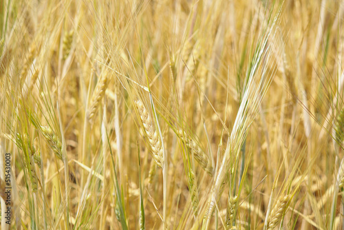 golden wheat field. Wheat field in sunny weather. Cereal field. Ripening and harvesting wheat. Grain fields. Bright illustration on the theme of hunger and problems with the export of grain. Harvestin