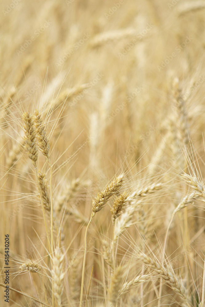 field of wheat. Wheat field in sunny weather. Cereal field. Ripening and harvesting wheat. Grain fields. Bright illustration on the theme of hunger and problems with the export of grain. Harvesting field of wheat. Wheat field in sunny weather. Cereal field. Ripening and harvesting wheat. Grain fields. Bright illustration on the theme of hunger and problems with the export of grain. Harvesting