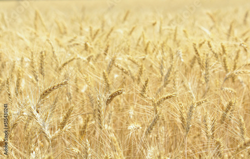 golden wheat field. Wheat field in sunny weather. Cereal field. Ripening and harvesting wheat. Grain fields. Bright illustration on the theme of hunger and problems with the export of grain. Harvestin