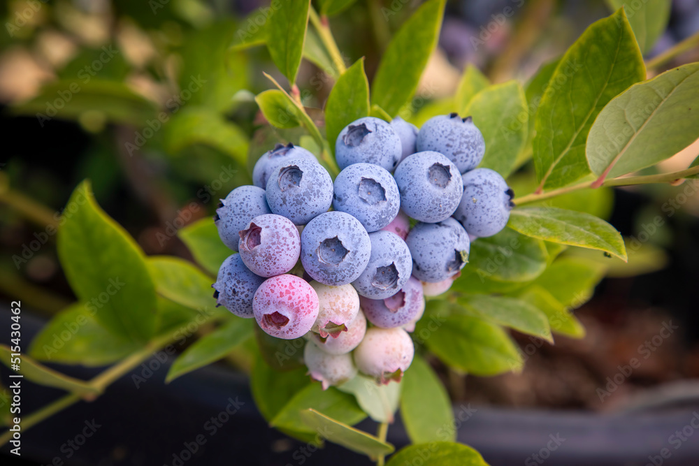 Blueberry farm with bunch of ripe fruits on tree during harvest season in Izmir, Turkey. Blueberry picking history. Blueberry farm with bunch of ripe fruits on tree during harvest season in Izmir, Turkey. Blueberry picking history.