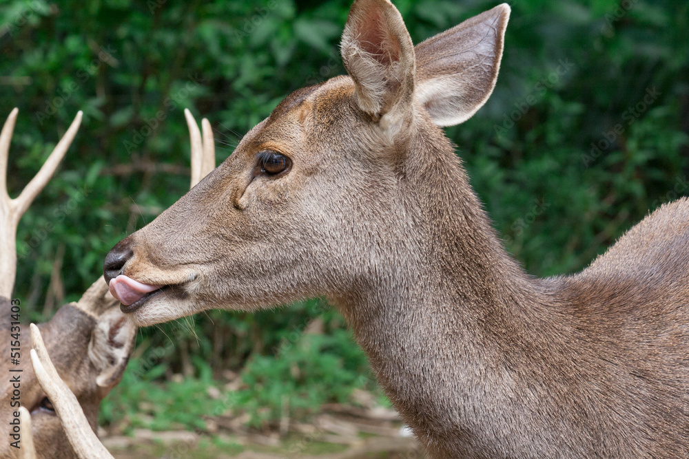 Fototapeta premium Taman Safari Zoo Animals