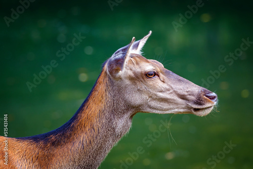 Red deer - Cervus elaphus. Deer female by the lake, portrait of doe on the background of the lake water.