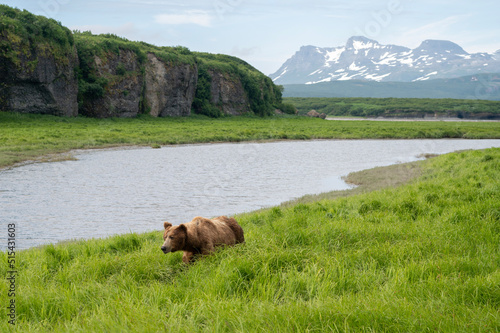 Alaskan brown bear © Tony Campbell