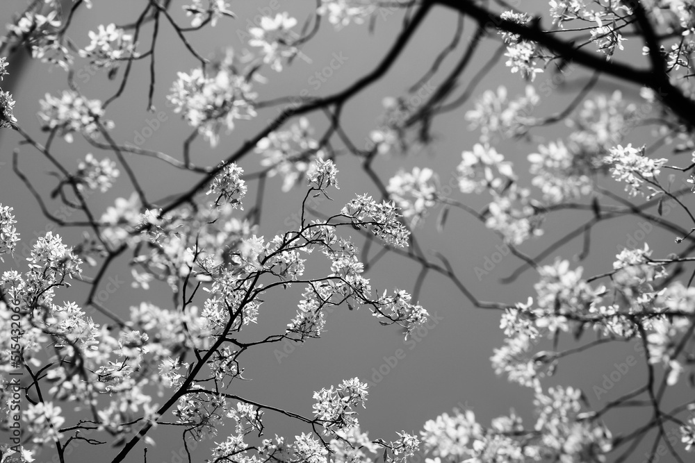 branch of a cherry tree in black and white 