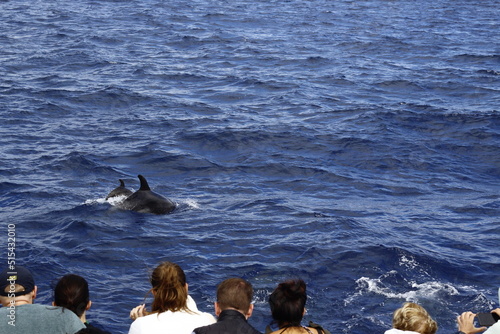 Tourists watching dolphins