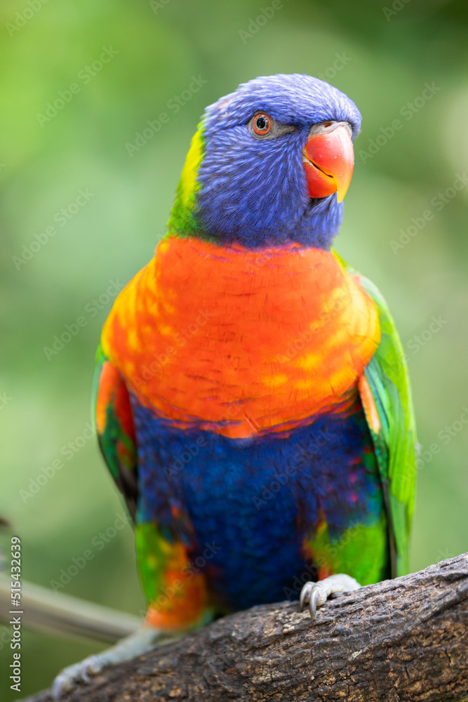 Lori (Trichoglossus moluccanus) Lori (Trichoglossus moluccanus)