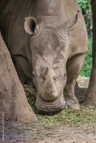 Taman Safari Zoo Animals © danviewfinder