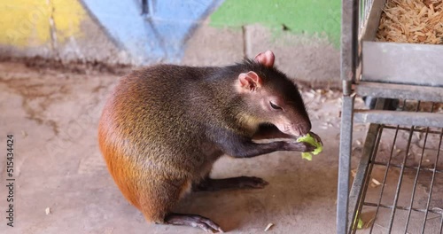 HD of the Central American agouti (Dasyprocta punctata) eating