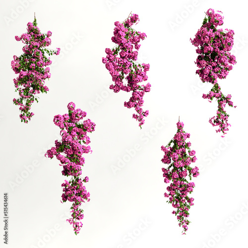 Canvas Print 3d illustration of pink bougainvillea spectabilis branch flower isolated on whit