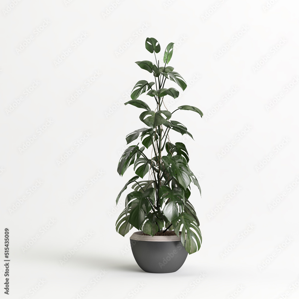 3d illustration of houseplant in potted on white background