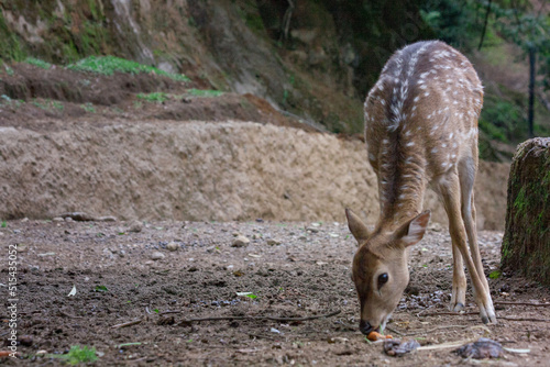 Deer at Taman Safari Zoo, Indonesia
