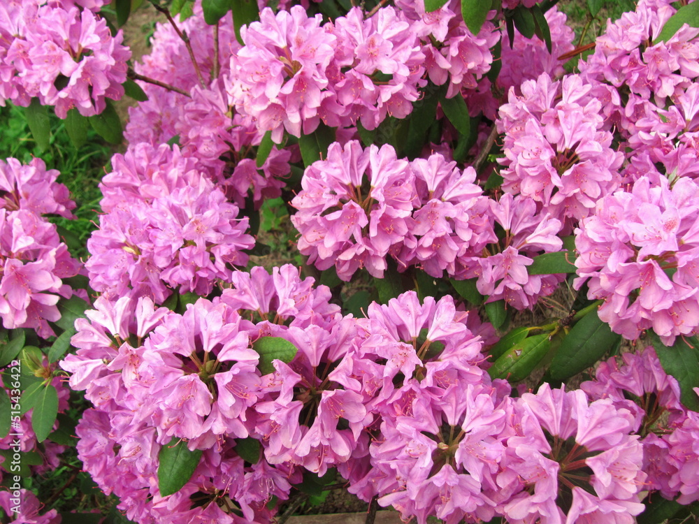 A rhododendron ponticum bloomed in the garden A rhododendron ponticum bloomed in the garden