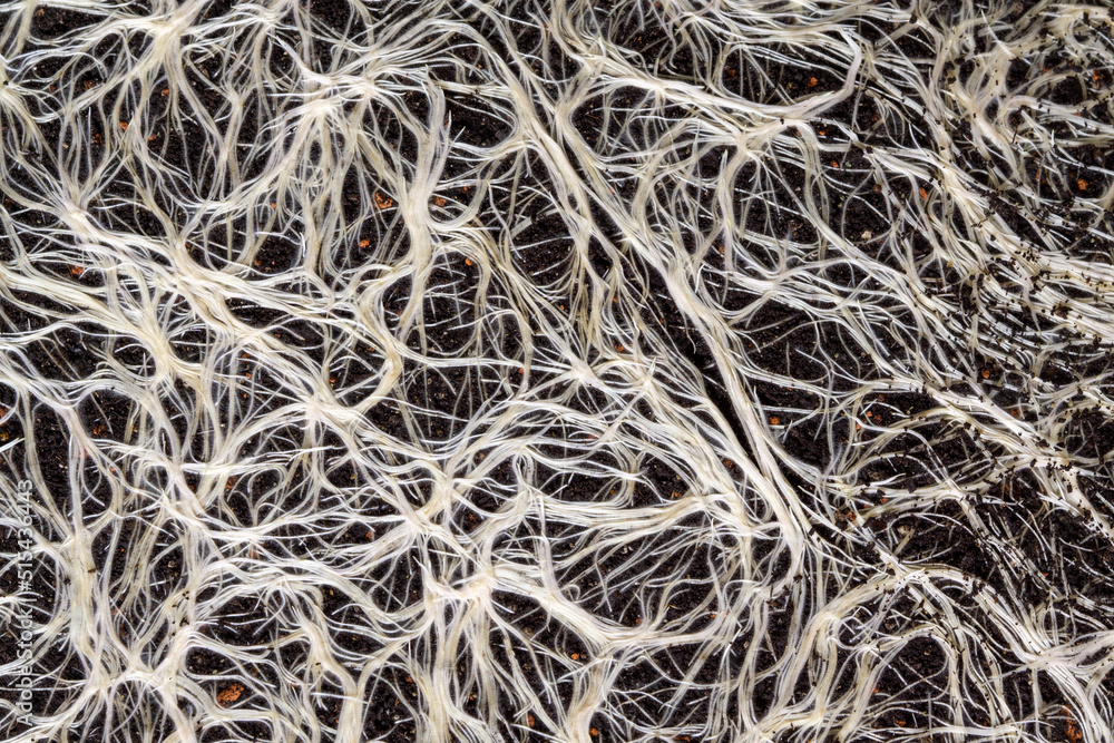 plant root system in soil abstract texture of roots plant root system in soil abstract texture of roots