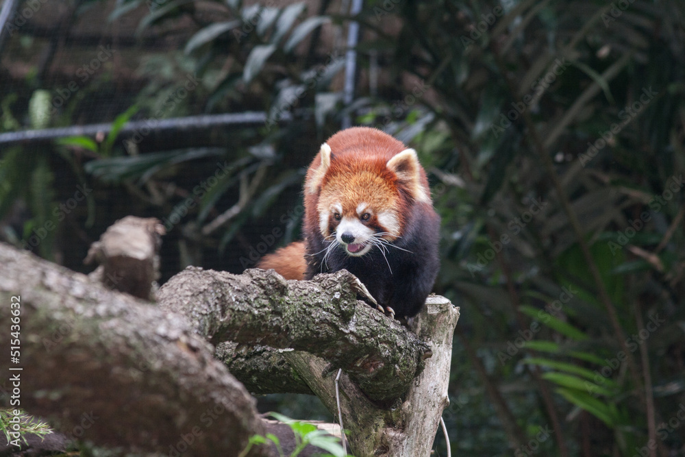 Taman Safari Zoo Animals Taman Safari Zoo Animals