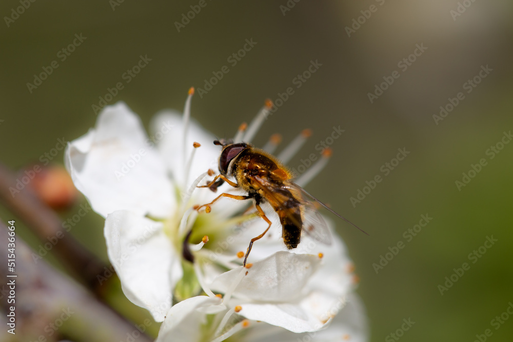 Fototapeta premium Bee mimic hoverfly on white flower