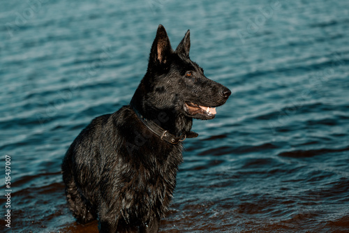 Happy black German Shepherd standing near water