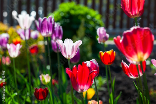 Bright colorful multi-colored yellow, white, red, purple, pink blooming tulips in spring on a flower bed in the garden. Spring floral background.