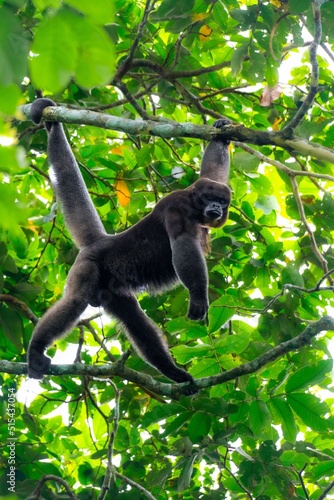 Vertical closeup of the common woolly monkey on the tree. Lagothrix lagothricha. Colombia. photo