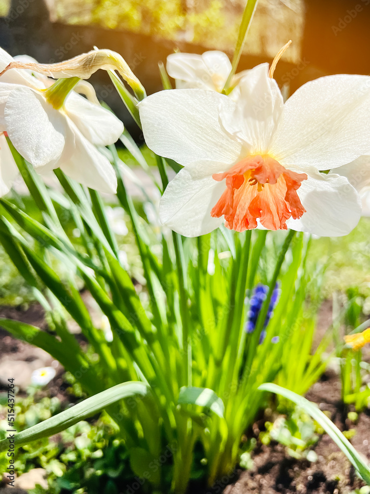 Fototapeta premium Beautiful blooming flowers white daffodils. nature. Selective focus