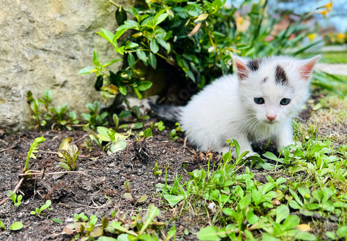 Little cute white kitten outdoor. Playful pet. Selective focus