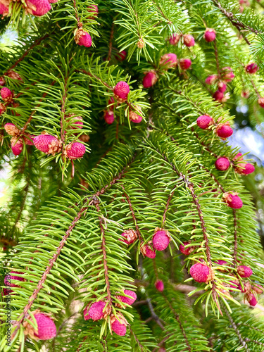 Blooming tree Spruce Acrocona (Picea abies Acrocona). Selective focus