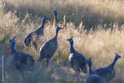 Closeup of helmeted guineafowl, Numida meleagris in the field. Namibia, Africa. photo