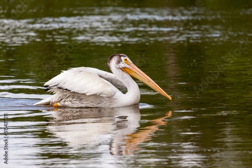 pelican swinmming in the water photo