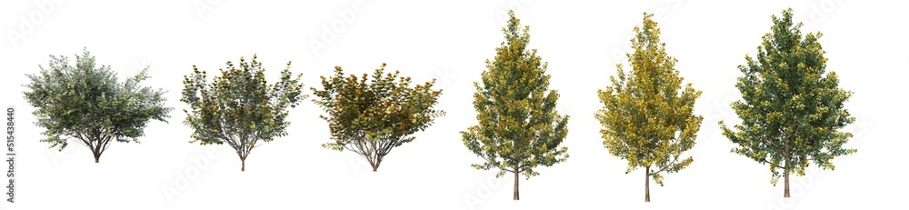 Trees and flowers on a white background