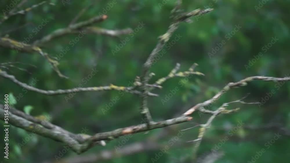 Owlet Flying Away On Leafless Tree Branch In The Forest. - close up Owlet Flying Away On Leafless Tree Branch In The Forest. - close up