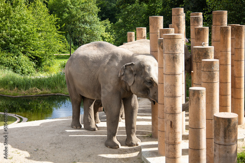 Big elephant in the Copenhagen zoo on a summer sunny day. photo