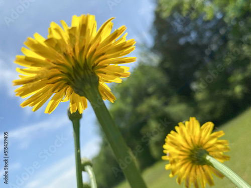 yellow dandelions underneath and  sky #515439405