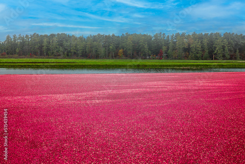 Wisconsin cranberry marsh during fall harvest