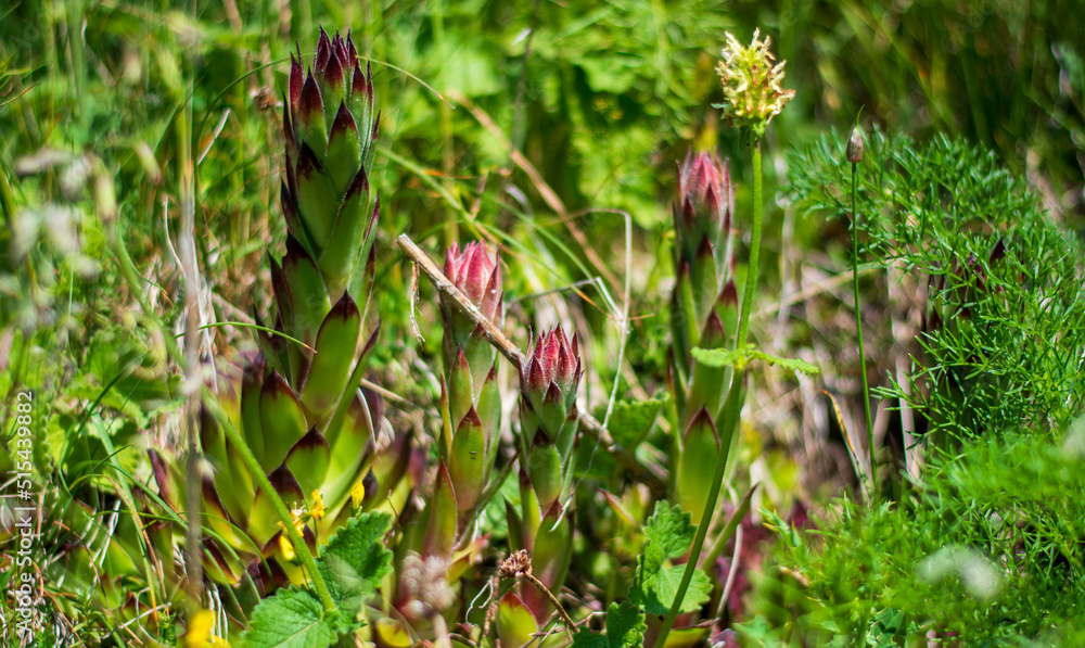the curious plant of the sempervivum tectorum the curious plant of the sempervivum tectorum