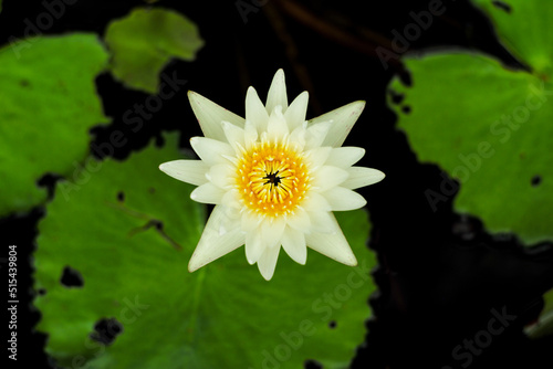 Top view of blossom white lotus grows in the pond with blurred water and leaves in background. Picture was focus on the yellow pollen of the flower