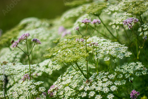 the beautiful common mountain valerian