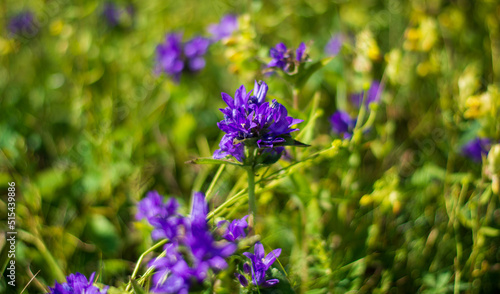 the beautiful mountain aglomerate bellflower