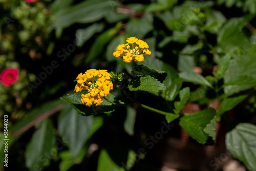 Two Yellow Flowers and Leaves Background