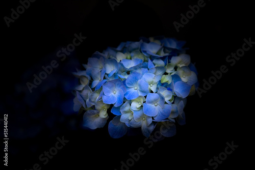 Dark background and blue hydrangea