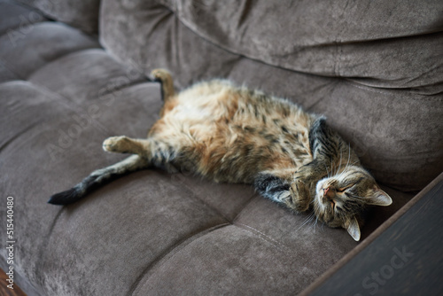 Cat with tummy sleeps funny on the couch at home