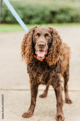 Vertical shot of an adorable Boykin Spaniel with the tongue out staring at the camera photo