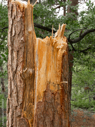 Winter storm damage on Ponderosa Pine tree at The Edge, Alderly Edge, Cheshire, UK photo