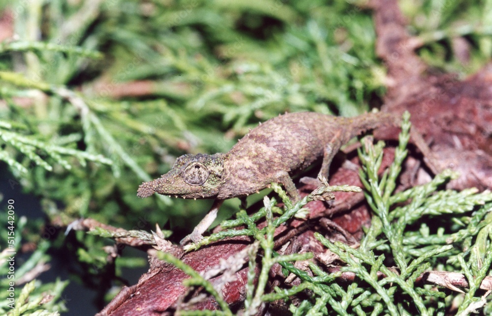 Obraz premium Lizard on a branch