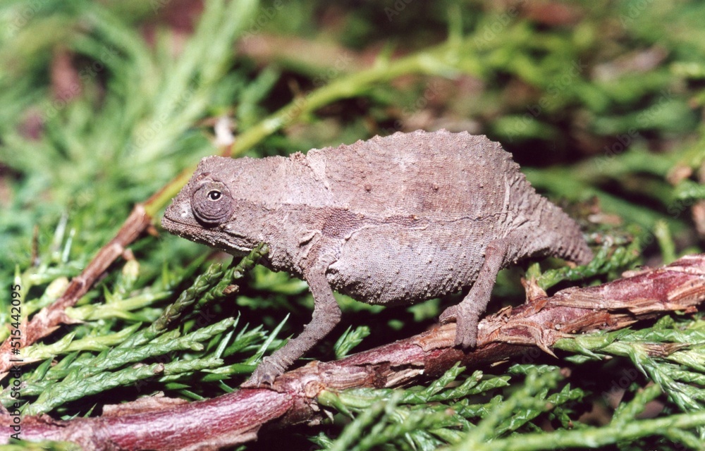Fototapeta premium Lizard on a branch