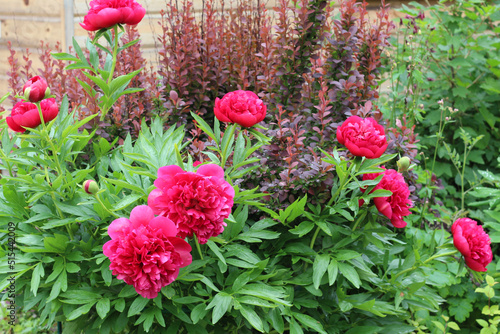 Fototapeta Naklejka Na Ścianę i Meble -  Beautiful pink peonies grow in the garden. Terry pink peony flower. Paeonia lactiflora. Chinese peony or garden peony.