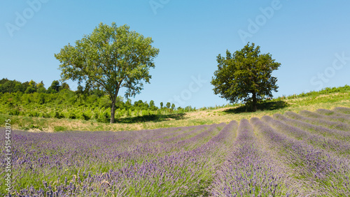 Large lavender field near two green trees with blue sky on the horizon