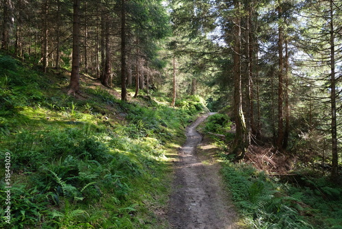 Sun kissed forest road