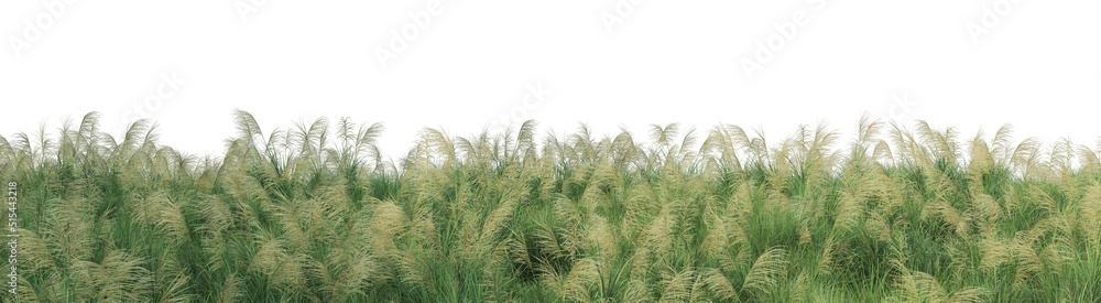 Panorama view grass on a white background Panorama view grass on a white background
