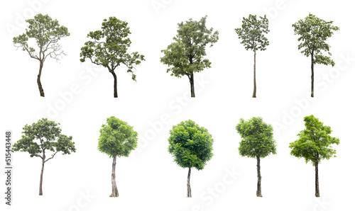 ten trees on a white background isolated clipping paths.